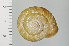  ( - SDNCU-A1151)  @14 [ ] Copyright (2014) Unspecified Specimen depository of the Graduate School of Natural Sciences, Nagoya City University
