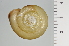  ( - SDNCU-A1110)  @14 [ ] Copyright (2014) Unspecified Specimen depository of the Graduate School of Natural Sciences, Nagoya City University