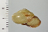  ( - SDNCU-A1110)  @14 [ ] Copyright (2014) Unspecified Specimen depository of the Graduate School of Natural Sciences, Nagoya City University