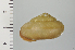  ( - SDNCU-A1110)  @14 [ ] Copyright (2014) Unspecified Specimen depository of the Graduate School of Natural Sciences, Nagoya City University