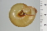  ( - SDNCU-A1110)  @14 [ ] Copyright (2014) Unspecified Specimen depository of the Graduate School of Natural Sciences, Nagoya City University
