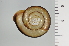  ( - SDNCU-A1111)  @14 [ ] Copyright (2014) Unspecified Specimen depository of the Graduate School of Natural Sciences, Nagoya City University