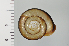  ( - SDNCU-A1111)  @14 [ ] Copyright (2014) Unspecified Specimen depository of the Graduate School of Natural Sciences, Nagoya City University