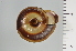  ( - SDNCU-A1111)  @14 [ ] Copyright (2014) Unspecified Specimen depository of the Graduate School of Natural Sciences, Nagoya City University