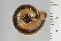  ( - SDNCU-A1112)  @14 [ ] Copyright (2014) Unspecified Specimen depository of the Graduate School of Natural Sciences, Nagoya City University
