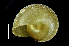  (Nipponochloritis echizenensis - SDNCU-A1421)  @14 [ ] Copyright (2014) Unspecified Specimen depository of the Graduate School of Natural Sciences, Nagoya City University