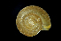  (Nipponochloritis silvaticus - SDNCU-A1448)  @13 [ ] Copyright (2014) Unspecified Specimen depository of the Graduate School of Natural Sciences, Nagoya City University