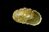  ( - SDNCU-A1448)  @13 [ ] Copyright (2014) Unspecified Specimen depository of the Graduate School of Natural Sciences, Nagoya City University