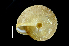  (Nipponochloritis okiensis - SDNCU-A1437)  @14 [ ] Copyright (2014) Unspecified Specimen depository of the Graduate School of Natural Sciences, Nagoya City University