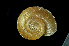  (Nipponochloritis fragilis - SDNCU-A1429)  @14 [ ] Copyright (2014) Unspecified Specimen depository of the Graduate School of Natural Sciences, Nagoya City University