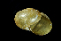  (Nipponochloritis oscitans - SDNCU-A1441)  @14 [ ] Copyright (2014) Unspecified Specimen depository of the Graduate School of Natural Sciences, Nagoya City University