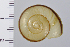  ( - SDNCU-A1218)  @14 [ ] Copyright (2014) Unspecified Specimen depository of the Graduate School of Natural Sciences, Nagoya City University