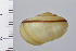  ( - SDNCU-A1218)  @14 [ ] Copyright (2014) Unspecified Specimen depository of the Graduate School of Natural Sciences, Nagoya City University