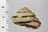  ( - SDNCU-A1113)  @14 [ ] Copyright (2014) Unspecified Specimen depository of the Graduate School of Natural Sciences, Nagoya City University
