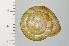 ( - SDNCU-A1152)  @14 [ ] Copyright (2014) Unspecified Specimen depository of the Graduate School of Natural Sciences, Nagoya City University