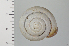  ( - SDNCU-A1184)  @14 [ ] Copyright (2014) Unspecified Specimen depository of the Graduate School of Natural Sciences, Nagoya City University