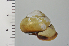  ( - SDNCU-A1185)  @14 [ ] Copyright (2014) Unspecified Specimen depository of the Graduate School of Natural Sciences, Nagoya City University