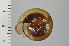  ( - SDNCU-A1185)  @14 [ ] Copyright (2014) Unspecified Specimen depository of the Graduate School of Natural Sciences, Nagoya City University