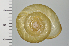  ( - SDNCU-A1231)  @14 [ ] Copyright (2014) Unspecified Specimen depository of the Graduate School of Natural Sciences, Nagoya City University