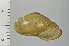  ( - SDNCU-A1231)  @14 [ ] Copyright (2014) Unspecified Specimen depository of the Graduate School of Natural Sciences, Nagoya City University