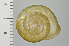  ( - SDNCU-A1232)  @14 [ ] Copyright (2014) Unspecified Specimen depository of the Graduate School of Natural Sciences, Nagoya City University