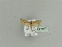  ( - BC ZSM Lep 79874)  @13 [ ] CreativeCommons - Attribution Non-Commercial Share-Alike (2015) Unspecified SNSB, Zoologische Staatssammlung Muenchen