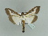  ( - BC ZSM Lep 79923)  @14 [ ] CreativeCommons - Attribution Non-Commercial Share-Alike (2015) Unspecified SNSB, Zoologische Staatssammlung Muenchen