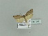  (Eana rundiapicana - BC ZSM Lep 79931)  @14 [ ] CreativeCommons - Attribution Non-Commercial Share-Alike (2015) Unspecified SNSB, Zoologische Staatssammlung Muenchen