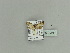  ( - BC ZSM Lep 79951)  @13 [ ] CreativeCommons - Attribution Non-Commercial Share-Alike (2015) Unspecified SNSB, Zoologische Staatssammlung Muenchen