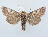  ( - BC ZSM Lep 80214)  @11 [ ] CreativeCommons - Attribution Non-Commercial Share-Alike (2015) Unspecified SNSB, Zoologische Staatssammlung Muenchen