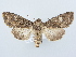  ( - BC ZSM Lep 80220)  @14 [ ] CreativeCommons - Attribution Non-Commercial Share-Alike (2015) Unspecified SNSB, Zoologische Staatssammlung Muenchen
