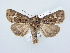  ( - BC ZSM Lep 80233)  @14 [ ] CreativeCommons - Attribution Non-Commercial Share-Alike (2015) Unspecified SNSB, Zoologische Staatssammlung Muenchen