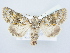  ( - BC ZSM Lep 80235)  @14 [ ] CreativeCommons - Attribution Non-Commercial Share-Alike (2015) Unspecified SNSB, Zoologische Staatssammlung Muenchen