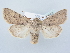  ( - BC ZSM Lep 80253)  @11 [ ] CreativeCommons - Attribution Non-Commercial Share-Alike (2015) Unspecified SNSB, Zoologische Staatssammlung Muenchen