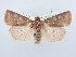  ( - BC ZSM Lep 80258)  @13 [ ] CreativeCommons - Attribution Non-Commercial Share-Alike (2015) Unspecified SNSB, Zoologische Staatssammlung Muenchen