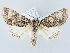  ( - BC ZSM Lep 80271)  @14 [ ] CreativeCommons - Attribution Non-Commercial Share-Alike (2015) Unspecified SNSB, Zoologische Staatssammlung Muenchen