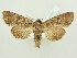  ( - BC ZSM Lep 80287)  @14 [ ] CreativeCommons - Attribution Non-Commercial Share-Alike (2015) Unspecified SNSB, Zoologische Staatssammlung Muenchen