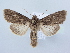  ( - BC ZSM Lep 80306)  @15 [ ] CreativeCommons - Attribution Non-Commercial Share-Alike (2015) Unspecified SNSB, Zoologische Staatssammlung Muenchen