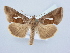  ( - BC ZSM Lep 80319)  @15 [ ] CreativeCommons - Attribution Non-Commercial Share-Alike (2015) Unspecified SNSB, Zoologische Staatssammlung Muenchen