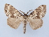  ( - BC ZSM Lep 80335)  @14 [ ] CreativeCommons - Attribution Non-Commercial Share-Alike (2015) Unspecified SNSB, Zoologische Staatssammlung Muenchen