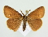  ( - BC ZSM Lep 80489)  @15 [ ] CreativeCommons - Attribution Non-Commercial Share-Alike (2015) Unspecified SNSB, Zoologische Staatssammlung Muenchen