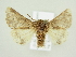  ( - BC ZSM Lep 80496)  @12 [ ] CreativeCommons - Attribution Non-Commercial Share-Alike (2015) Unspecified SNSB, Zoologische Staatssammlung Muenchen