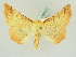  ( - BC ZSM Lep 80543)  @14 [ ] CreativeCommons - Attribution Non-Commercial Share-Alike (2015) Unspecified SNSB, Zoologische Staatssammlung Muenchen