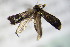  ( - BC ZSM Lep 80645)  @12 [ ] CreativeCommons - Attribution Non-Commercial Share-Alike (2015) Unspecified SNSB, Zoologische Staatssammlung Muenchen