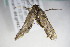  ( - BC ZSM Lep 80655)  @12 [ ] CreativeCommons - Attribution Non-Commercial Share-Alike (2015) Unspecified SNSB, Zoologische Staatssammlung Muenchen