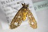  ( - BC ZSM Lep 80662)  @13 [ ] CreativeCommons - Attribution Non-Commercial Share-Alike (2015) Unspecified SNSB, Zoologische Staatssammlung Muenchen