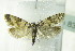 ( - BC ZSM Lep 83799)  @13 [ ] CreativeCommons - Attribution Non-Commercial Share-Alike (2015) Unspecified SNSB, Zoologische Staatssammlung Muenchen