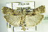  ( - BC ZSM Lep 83817)  @14 [ ] CreativeCommons - Attribution Non-Commercial Share-Alike (2015) Unspecified SNSB, Zoologische Staatssammlung Muenchen
