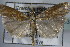  ( - BC ZSM Lep 83850)  @13 [ ] CreativeCommons - Attribution Non-Commercial Share-Alike (2015) Unspecified SNSB, Zoologische Staatssammlung Muenchen