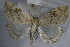  ( - BC ZSM Lep 83862)  @13 [ ] CreativeCommons - Attribution Non-Commercial Share-Alike (2015) Unspecified SNSB, Zoologische Staatssammlung Muenchen